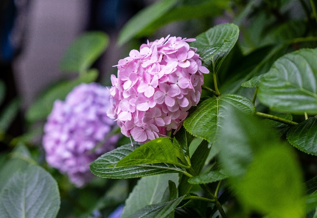 八仙花 粉团花 草绣球 紫绣球 紫阳花  绣球 绣球花 摄影 植物 花朵 花儿
