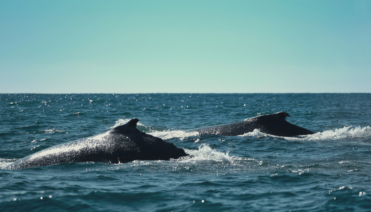 澳大利亚虎头鲸