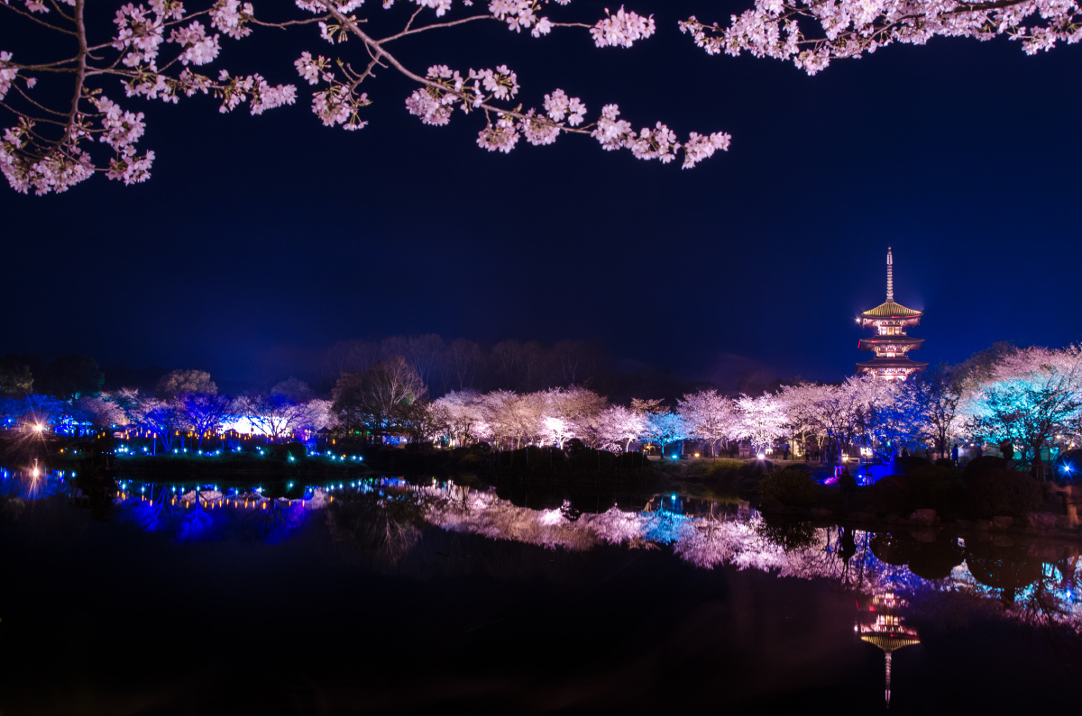 都去武大看樱花,却忽略了比武大樱花更美的樱园夜景