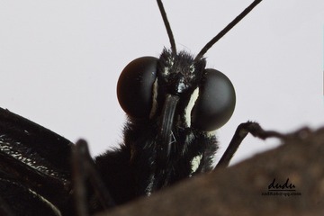_MG_1128A_