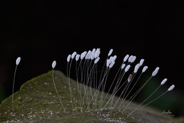 _MG_6608 拷贝