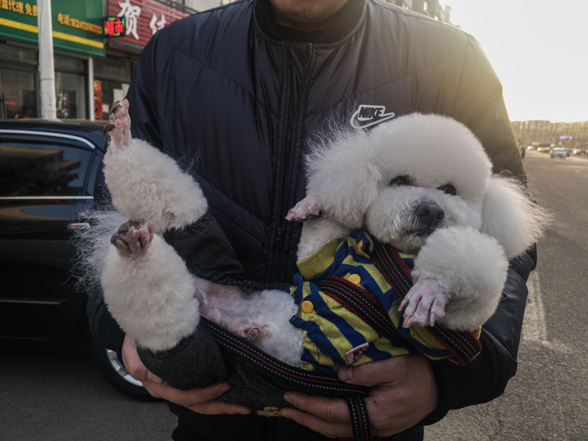 一只不想着走路非要主人抱着的泰迪