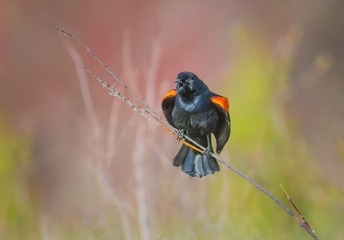 _DSC9408 ORI