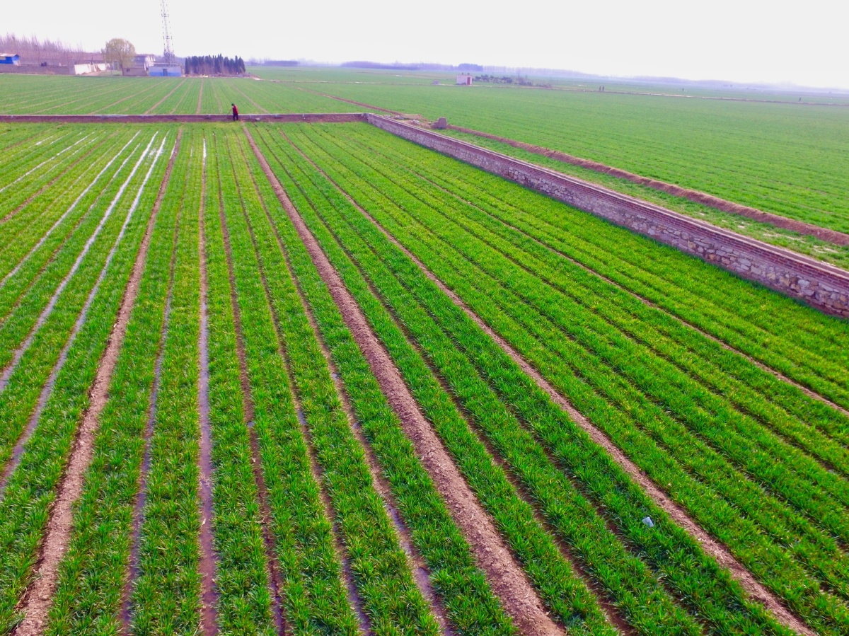 【浇麦苗】山东省泰安市大汶口文化遗址