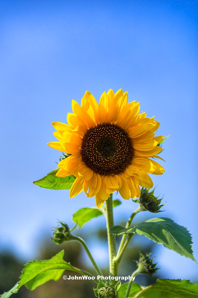 阳光灿烂的日子