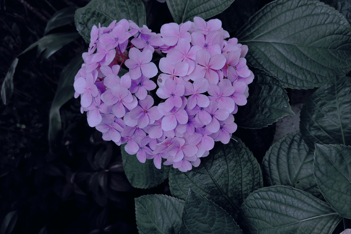 绣球花都是心形哒!