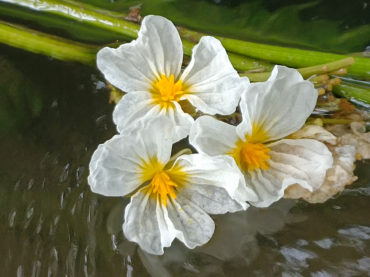 滇池源头海菜花