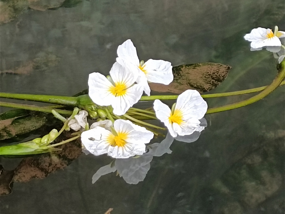 滇池源头海菜花