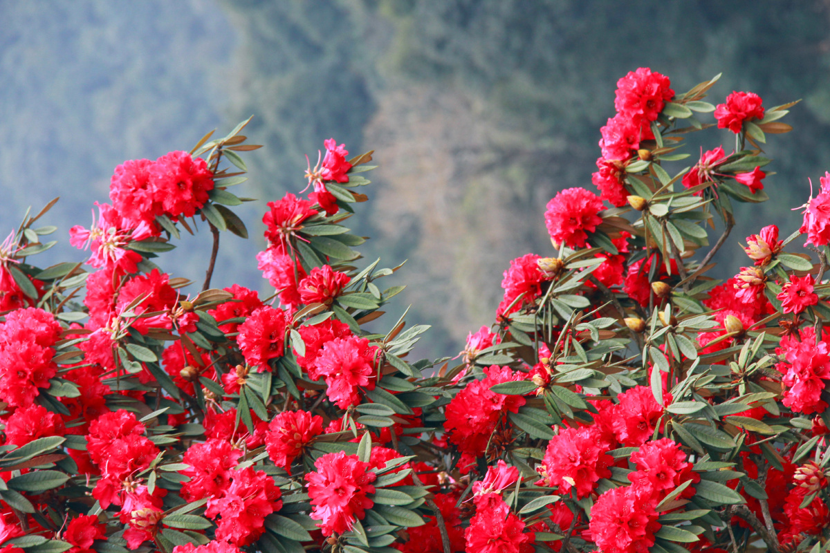 梁王山马缨花古树群