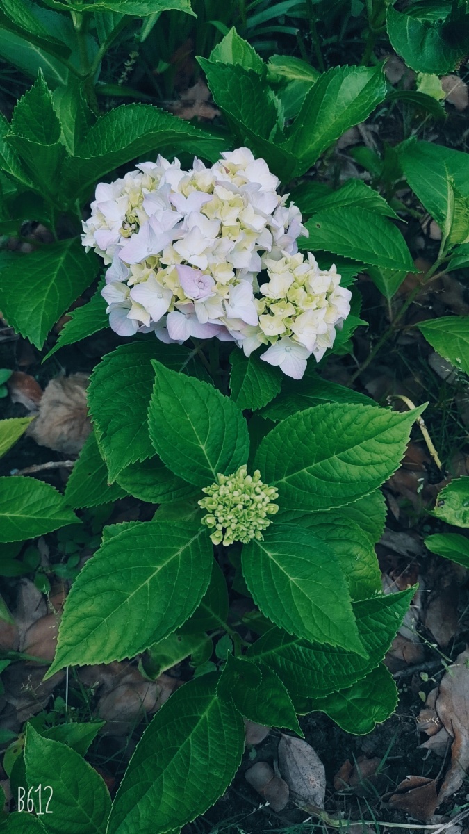 细枝末叶 - 图虫