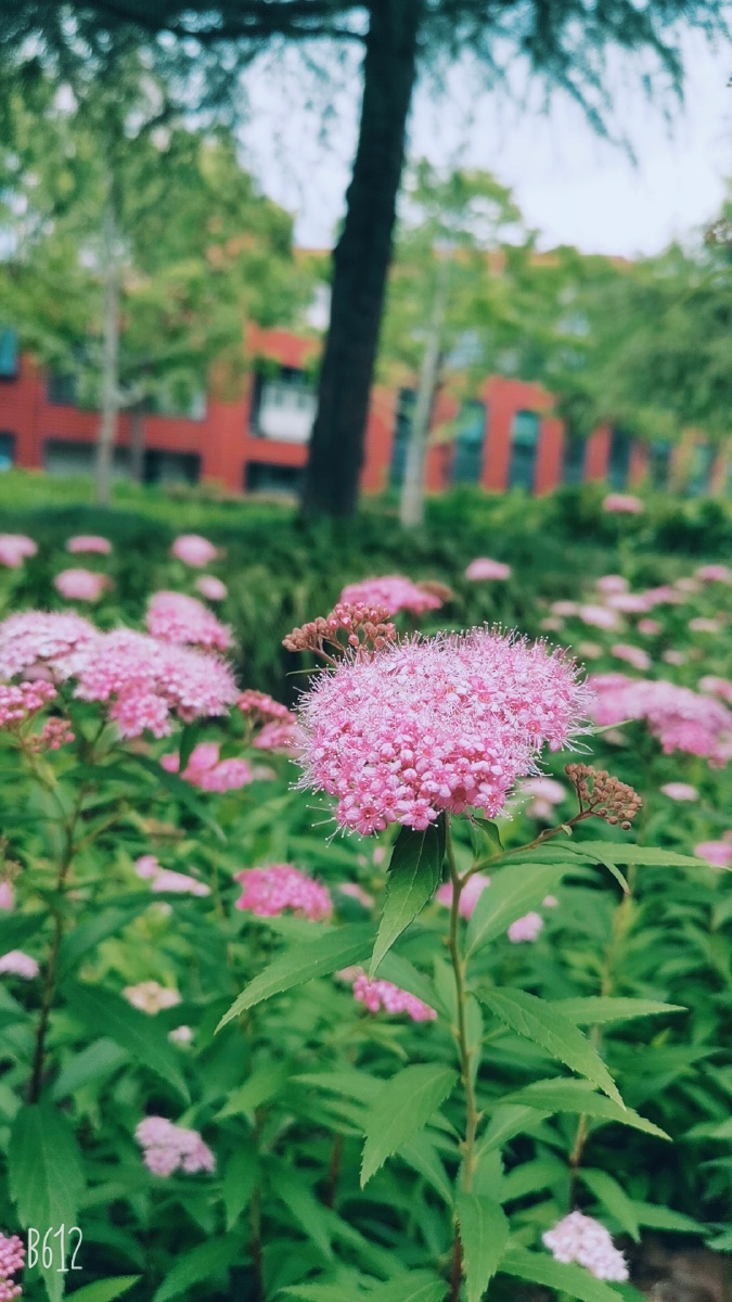 细枝末叶 - 图虫