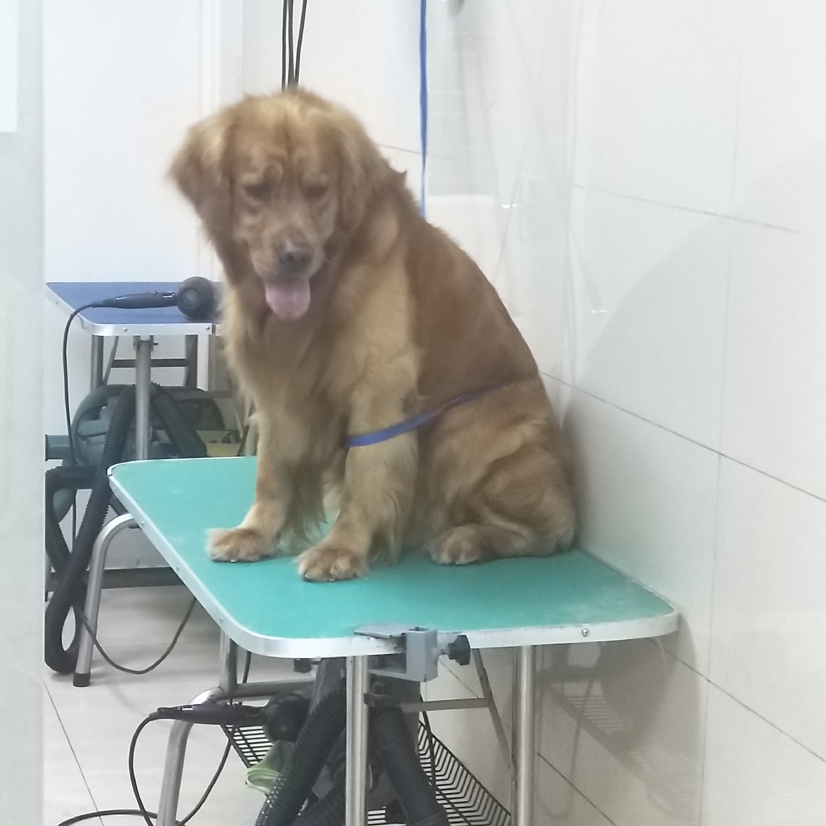 宠物狗膀胱位置图