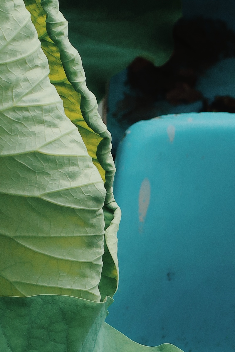 夏日碧青荷叶 自由天真 舒卷烂漫