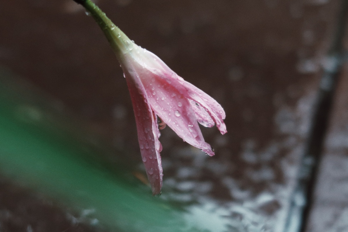 雨中兰花
