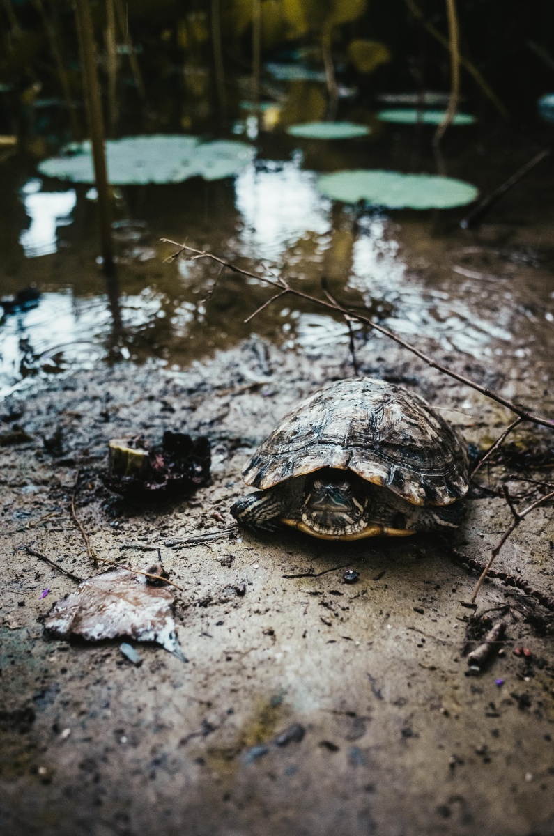 乌龟池塘雨后