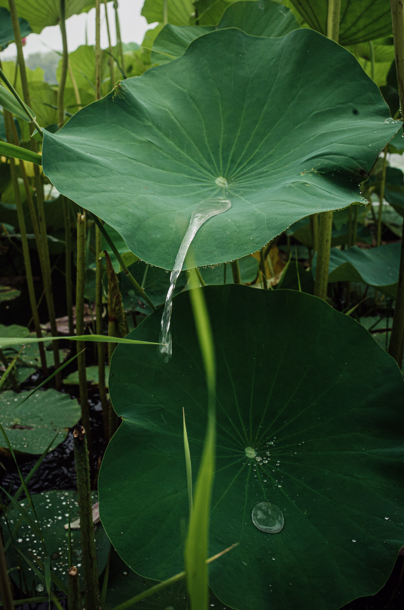 荷叶雨水