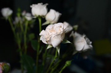 102829F0-1413-4D44-A825-ED99C1CF06C4/L0/001