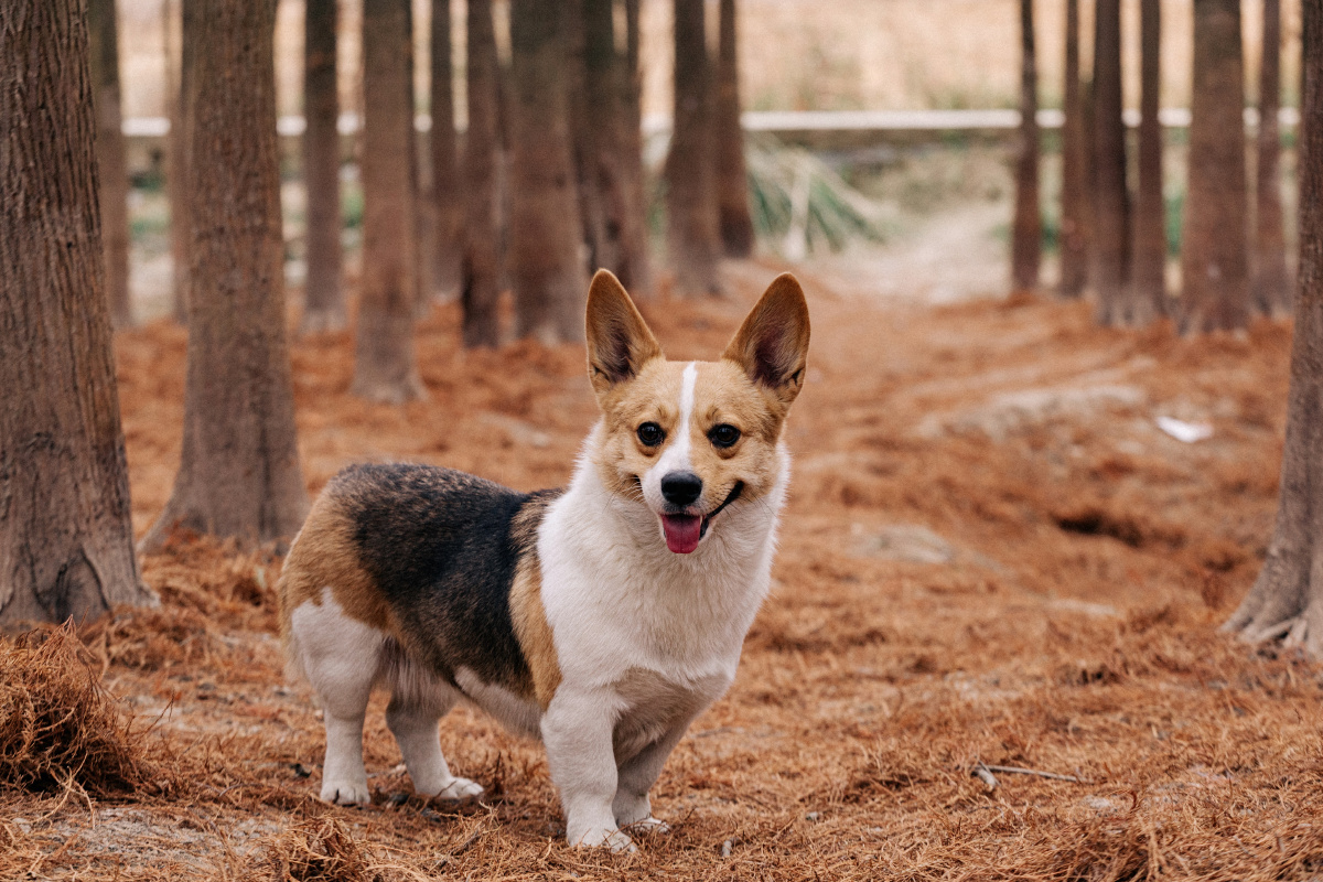 柯基,狗,宠物 - 陈陈的摄影日记 - 图虫