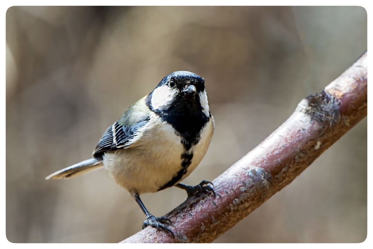 大山雀20210408一发布