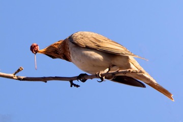 29106