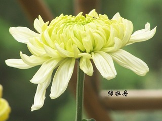 绿牡丹a