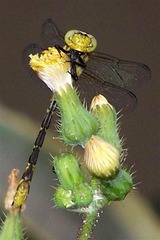 花恋 (中)