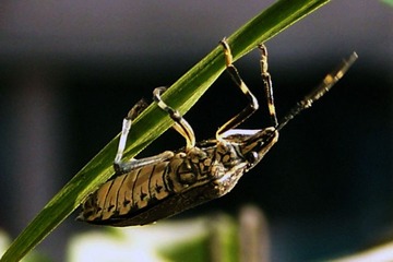 昆虫1