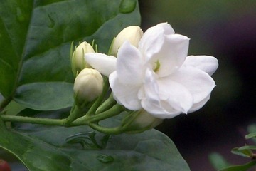 茉莉花