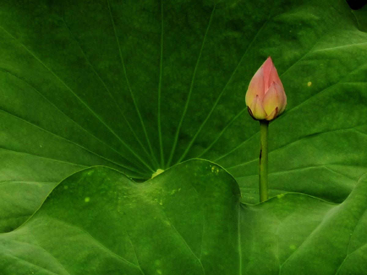 荷叶上的荷花苞