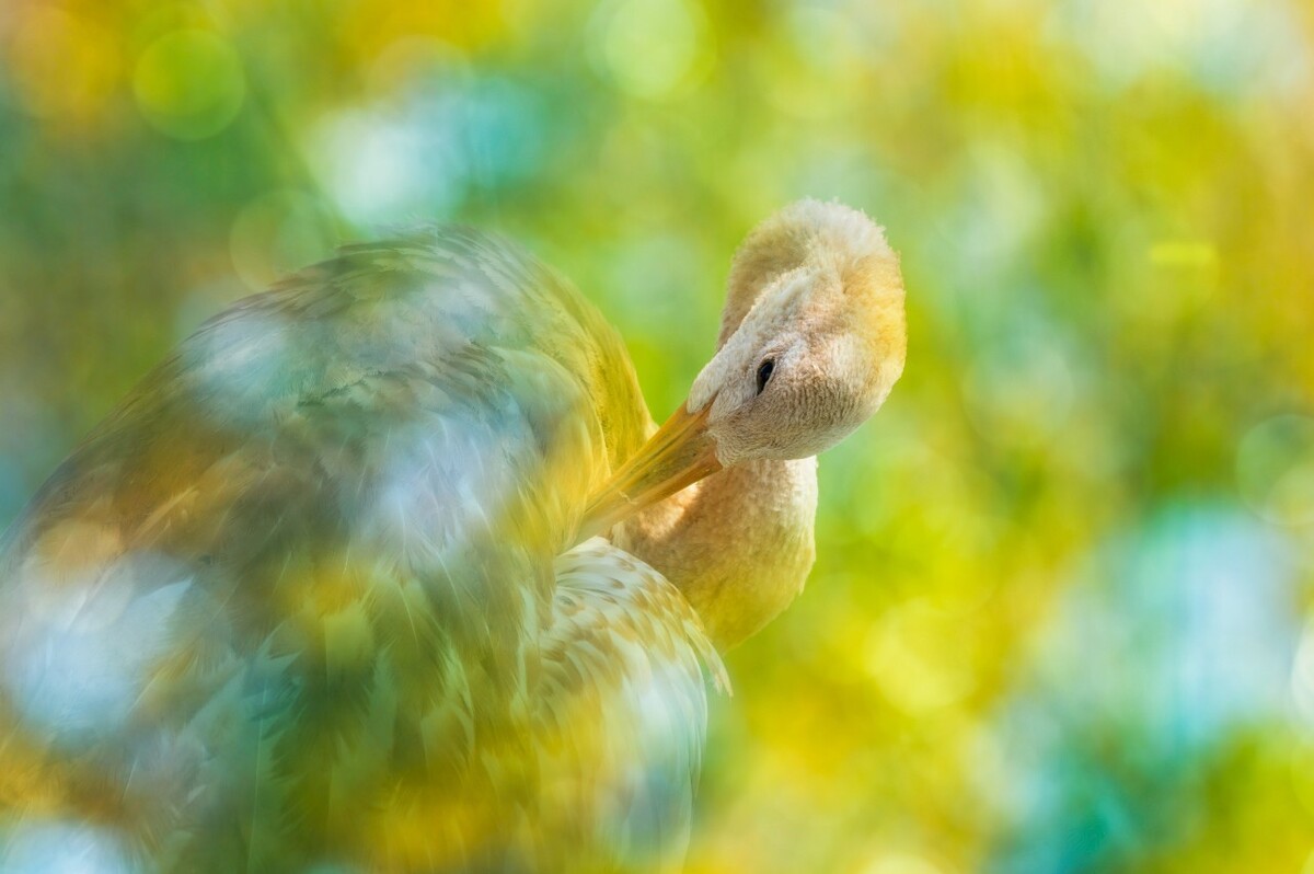 ȵС
