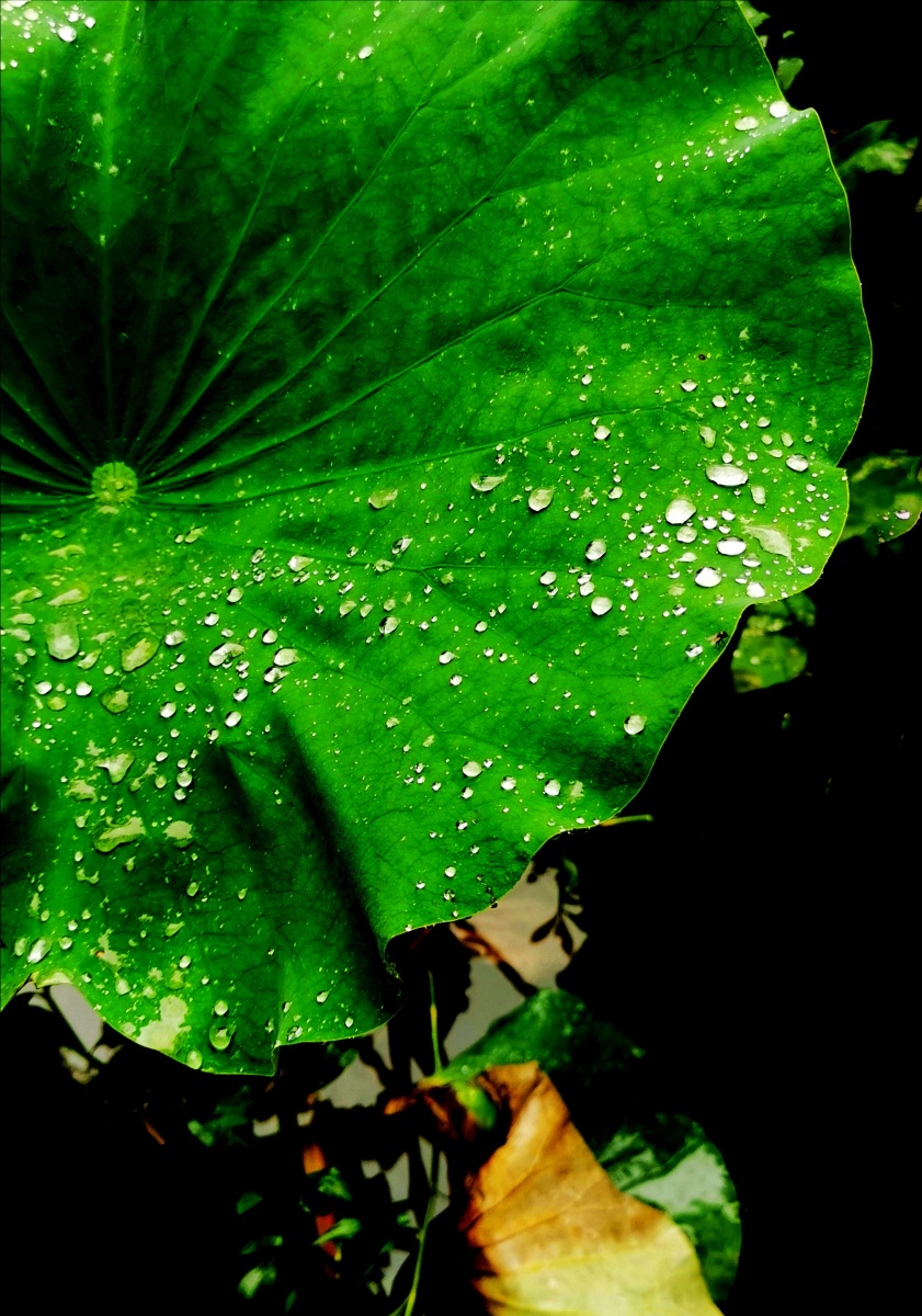 荷叶上的雨珠