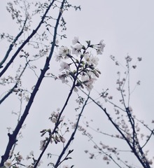 A9B02D0C-9405-424B-ABAA-4667EC3CB09A/L0/001