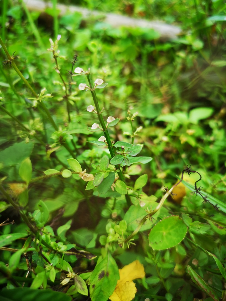 半枝莲 - 小惠农人 - 图虫