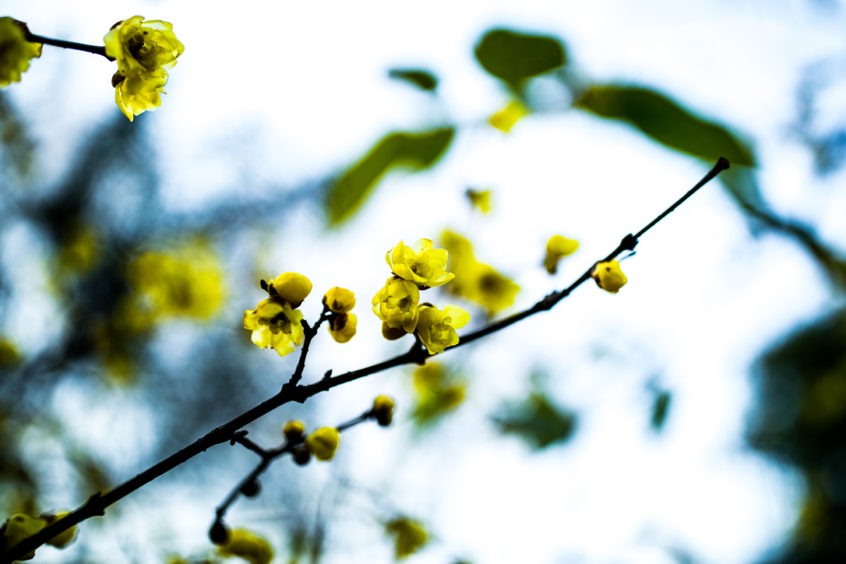 抹金色温情 - 梅花, 色彩, 风光, 情感 - 觅影记摄