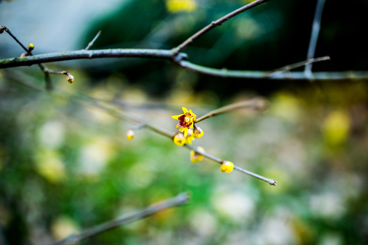 抹金色温情 - 梅花, 色彩, 风光, 情感 - 觅影记摄
