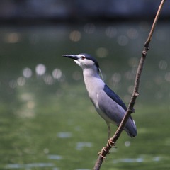 IMG_0546_