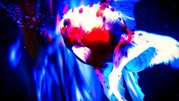 Fish (5 of 20)