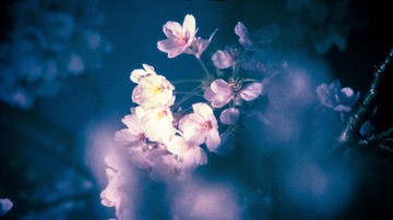 _Sakura (28 of 38)