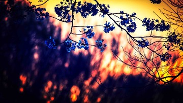 _Sakura (37 of 38)