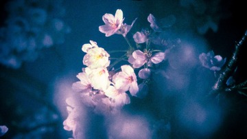 _Sakura (28 of 38)