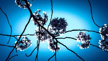 _Sakura (30 of 38)