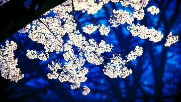 _Sakura (35 of 38)