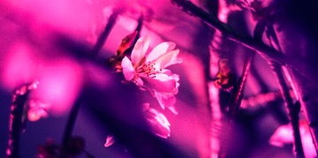 Sakura (10 of 38)