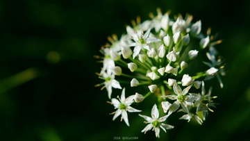 SYI_9502
