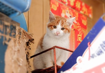 猫1