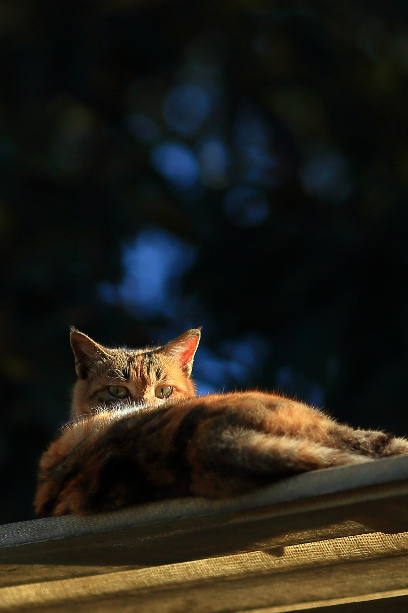 屋棚上晒太阳的猫