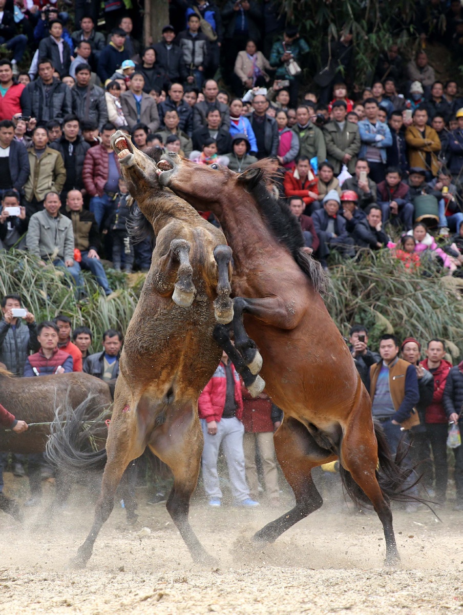 斗马闹新春