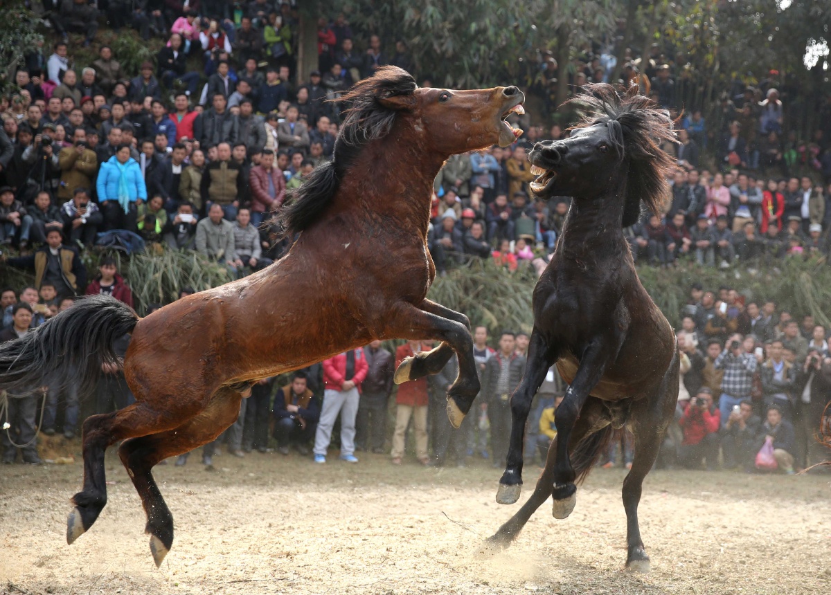 2月20日,在广西柳州市融水苗族自治县安太乡举行的斗马比赛中,黄马一