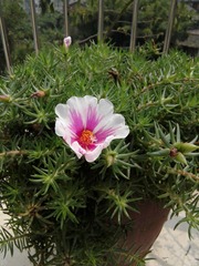 IMG_20160403_133856