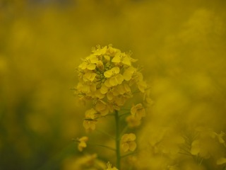 _3290650